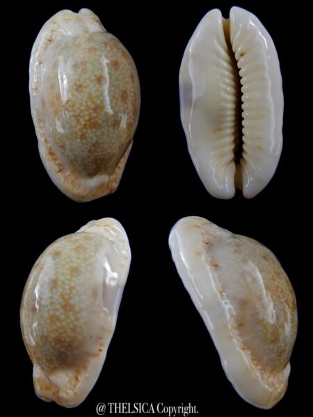 Naria erosa chlorizans N&R 42,7 mm Gem-0