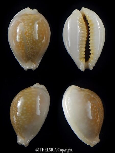Naria miliaris..SP colour.. 28,6 mm-0