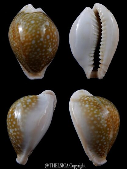 Naria miliaris 38,1 mm Gem-0