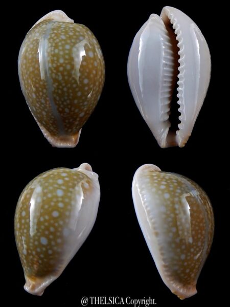 Naria miliaris 43,5 mm Gem-0