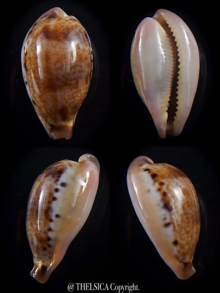 Notadusta hungerfordi bealsi 26,8 mm Gem-0