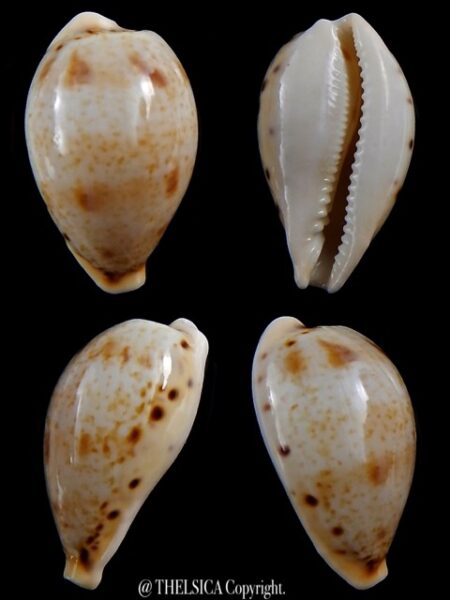Cypraea hungerfordi coucomi 34,4 mm Gem-0