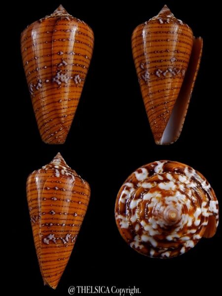 Tenorioconus cedonulli cedonulli 45,7 mm Gem -0