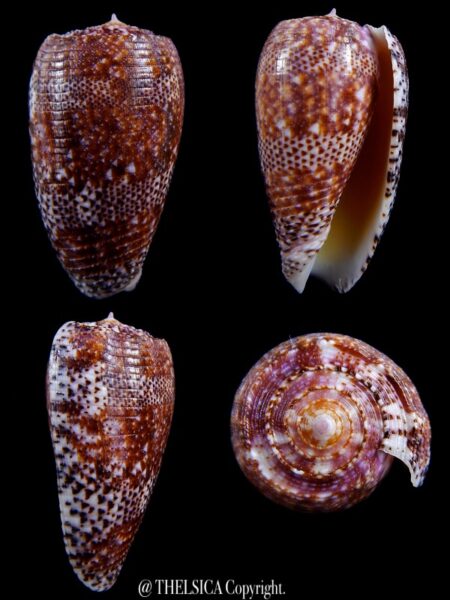 Textilia adamsonii 46,2 mm Gem-0