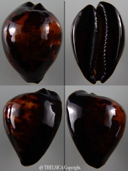 Zoila decipiens SP colour caramel 47,8 mm Gem-0