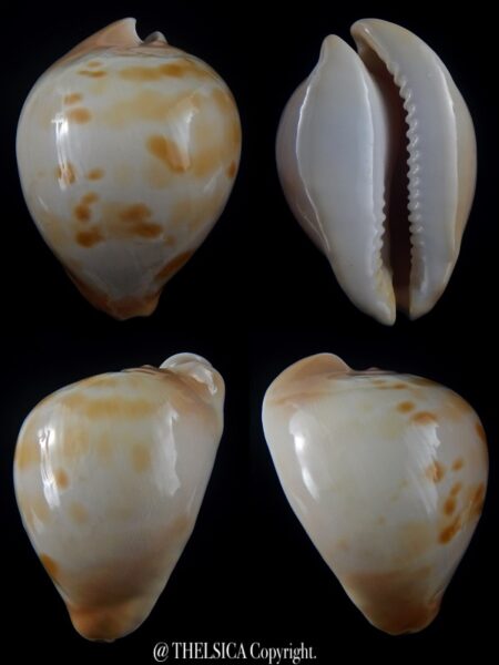 Zoila venusta " Golden" 69,9 mm Gem-0