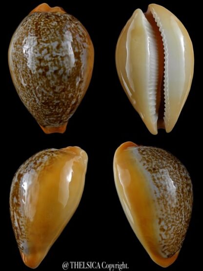 Austrasiatica langfordi poppeorum ...GIANT... 64,1 mm Gem-0