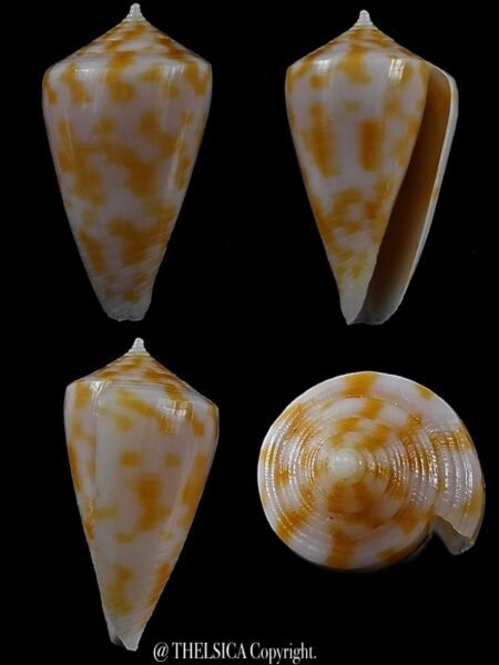 Austroconus sydneyensis 27,3 mm Gem-0