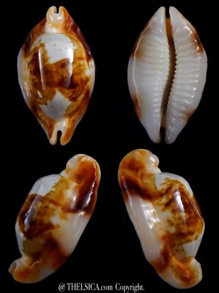 Bistolida stolida crossei N&R 37,7 mm Gem-0