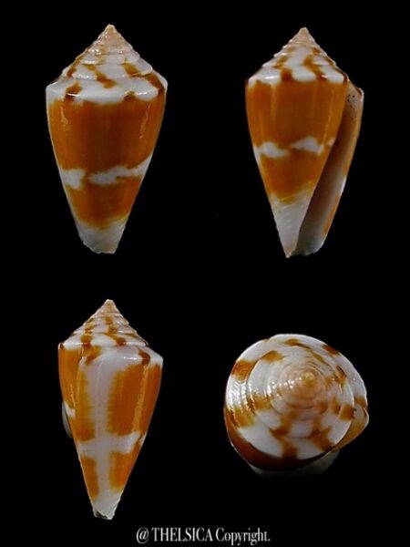 Calamiconus lischkeanus garywilsoni 17,8 mm Gem -0