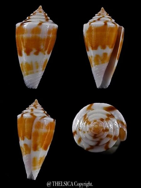 Calamiconus lischkeanus garywilsoni 18,6 mm Gem -0