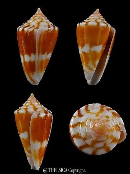 Calamiconus lischkeanus garywilsoni 18,9 mm Gem -0