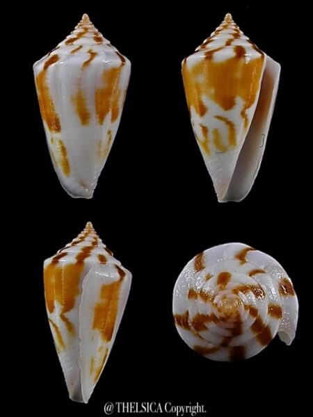 Calamiconus lischkeanus garywilsoni 20,1 mm Gem -0