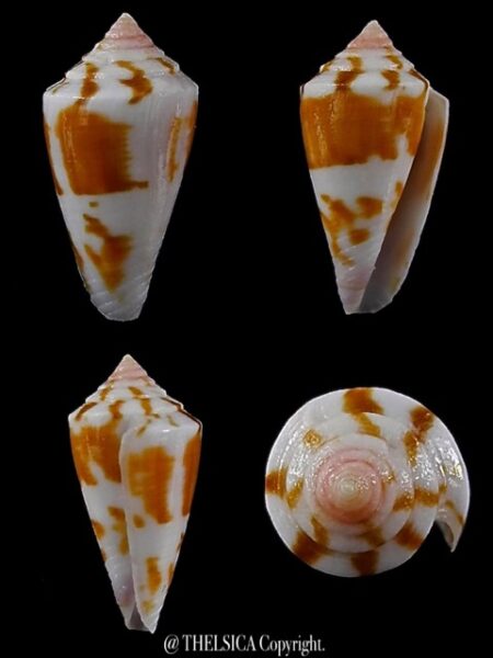 Calamiconus lischkeanus garywilsoni 20,5 mm Gem -0