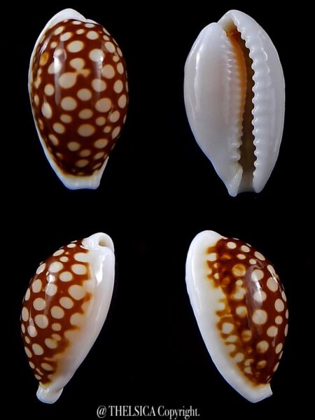 Cribrarula cribraria australiensis 24,2 mm Gem-0