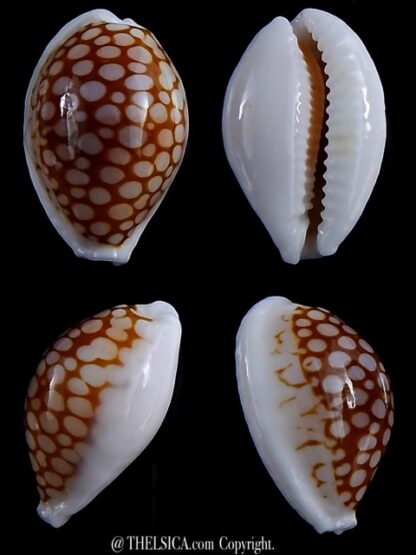 Cribrarula cribraria gravida 24,5 mm Gem-0