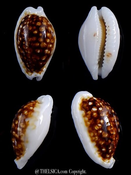 Cribrarula cribraria zadela N&R 24 mm F+++/Gem-0