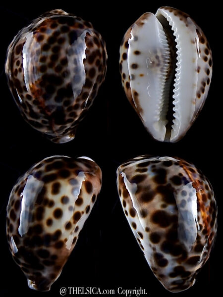 Cypraea tigris ..89,7 mm Gem -0