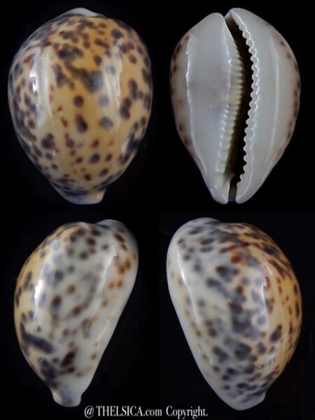 Cypraea tigris pardalis ..yellow ... 80 mm F +++ / Gem -0