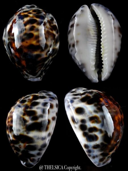 Cypraea tigris 77,8 mm Gem-0