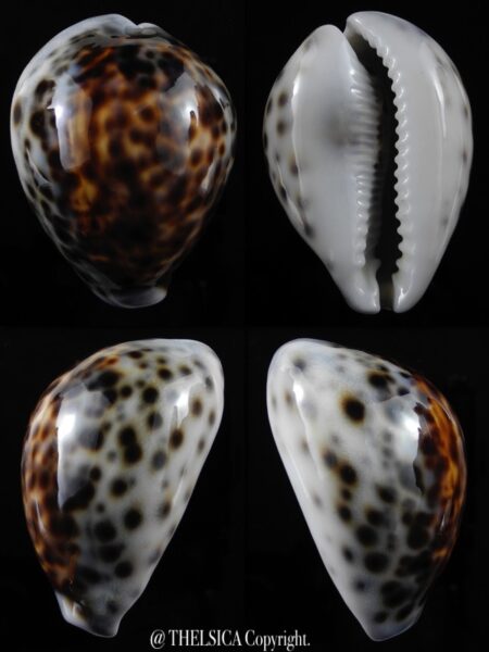 Cypraea tigris lorenzi .... flat Marquesan forme... 68,5 mm Gem-0