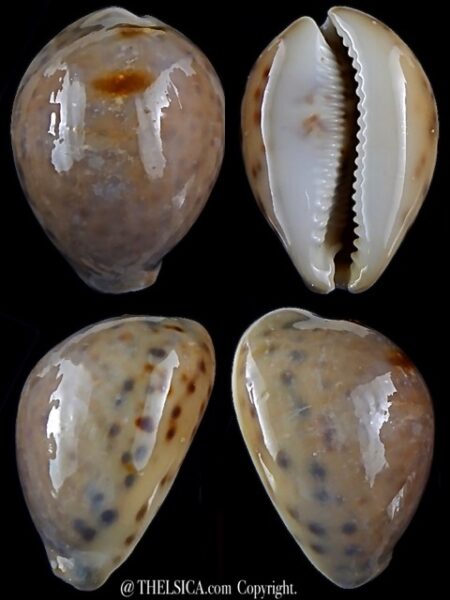 Cypraea tigris pardalina ..SP colour >>>78,5, mm F+++/Gem-0