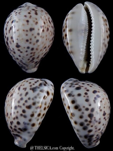 Cypraea tigris pardalina 95,8 mm Gem (-)-0