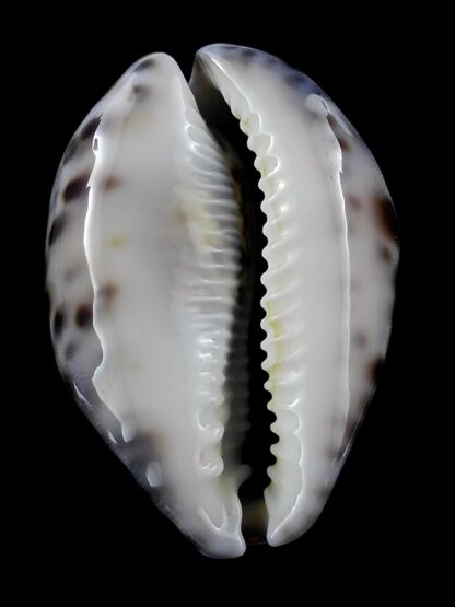 Cypraea tigris 77,8 mm Gem-34984