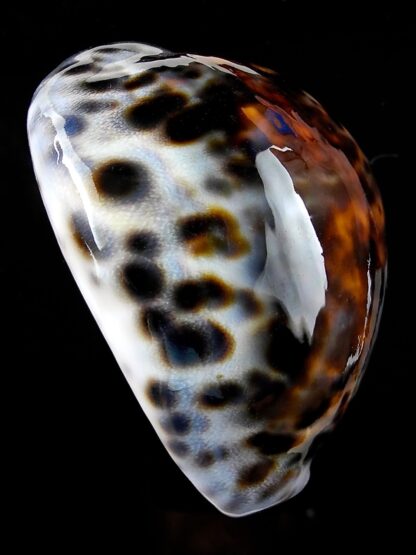 Cypraea tigris 77,8 mm Gem-34988