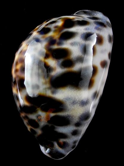 Cypraea tigris 77,8 mm Gem-34989