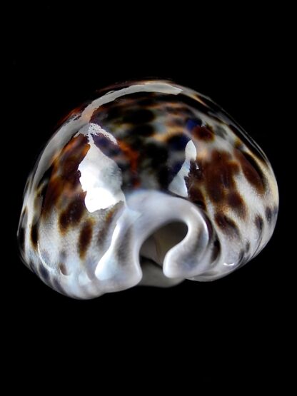 Cypraea tigris 77,8 mm Gem-34987