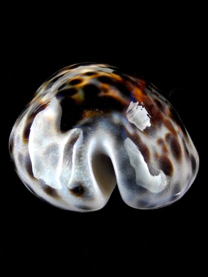 Cypraea tigris 77,8 mm Gem-34986