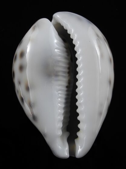 Cypraea tigris lorenzi .... flat Marquesan forme... 68,5 mm Gem-34947