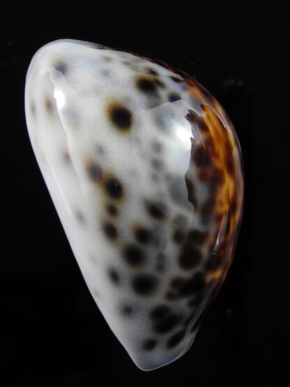 Cypraea tigris lorenzi .... flat Marquesan forme... 68,5 mm Gem-34948