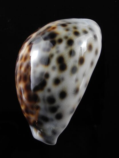 Cypraea tigris lorenzi .... flat Marquesan forme... 68,5 mm Gem-34949