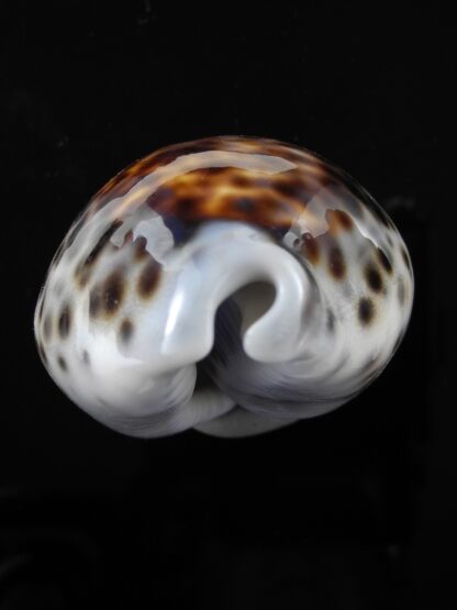 Cypraea tigris lorenzi .... flat Marquesan forme... 68,5 mm Gem-34950