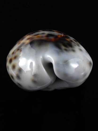 Cypraea tigris lorenzi .... flat Marquesan forme... 68,5 mm Gem-34951