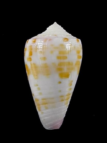 Conus devorsinei 26,1 mm Gem-35010