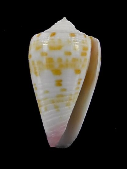 Conus devorsinei 26,1 mm Gem-35011