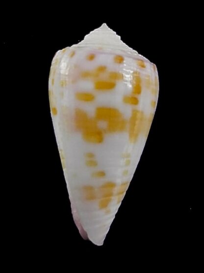 Conus devorsinei 26,1 mm Gem-35012