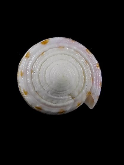 Conus devorsinei 26,1 mm Gem-35013