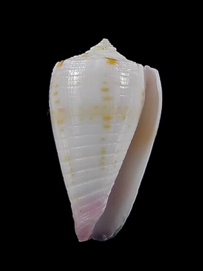 Conus devorsinei 24,8 mm Gem-35001