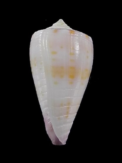 Conus devorsinei 24,8 mm Gem-35002