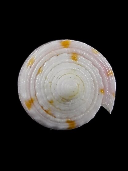 Conus devorsinei 24,8 mm Gem-35003