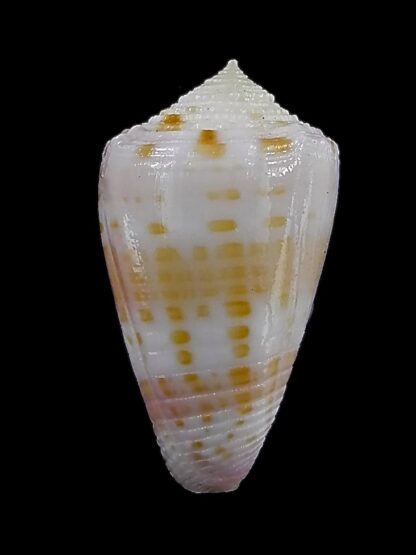 Conus devorsinei 24,9 mm Gem-34995