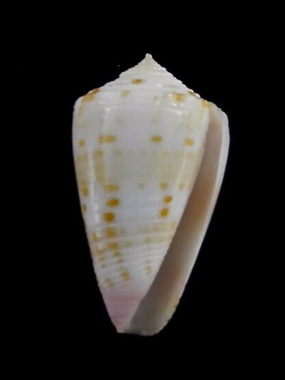 Conus devorsinei 24,9 mm Gem-34997