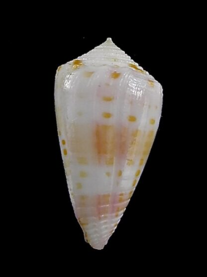 Conus devorsinei 24,9 mm Gem-34999