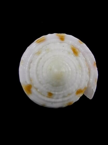 Conus devorsinei 24,9 mm Gem-34998