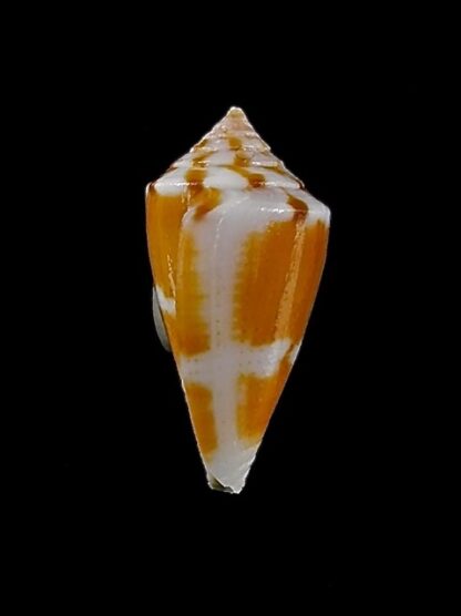 Calamiconus lischkeanus garywilsoni 17,8 mm Gem -35130