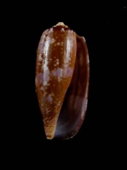 Conus obscurus 23,1 mm Gem-35189